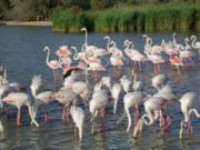 180px-camargueflamingos