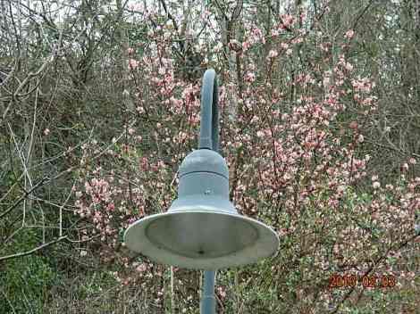 Kuigi öösiti on vahel meil ka miinuskraadid, midagi juba õitseb.