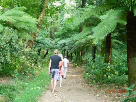 Sõnajalad on tõsised taimed