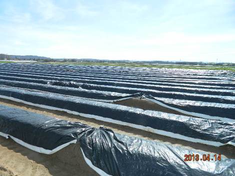 Sparglipõld Bruchsali lähedal