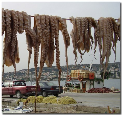 Kaheksajalad valmis seatud nüpeldamiseks.