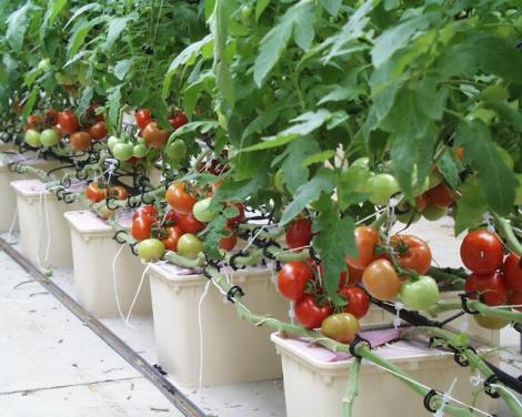 Hydroponic-Tomatoes