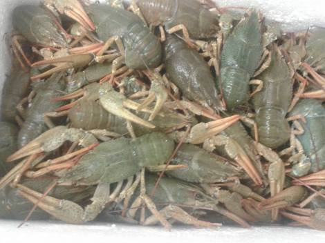 Kuigi vähid saabusid Iraanist, olid kõik teekonna kenasti vastu pidanud.