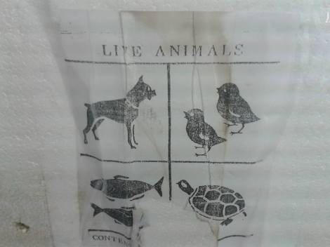 Vähid saabusid eile hommikul sellises kastis :)