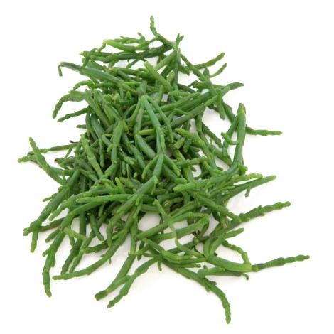 salicornia