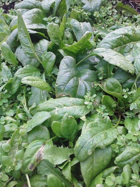 Minul pakub peenar jaanuarikuus spinatit