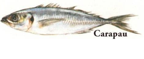 carapau