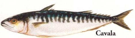 cavala